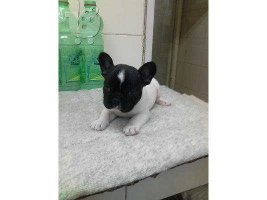 PoulaTo: France Bulldog